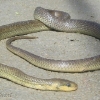 Aesculapian snake, Zamenis longissimus