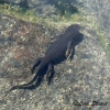 Alpine newt swimming underwater