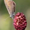 Dusky large blue, Maculinea nausithous