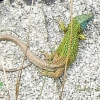 Schreiber\'s green lizard, Lacerta schreiberi