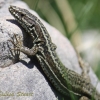 Common wall lizard, Podarcis muralis