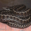 Seoane\'s viper, Vipera seoanei (Cantabrian coast)