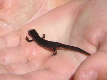 alpine_newt