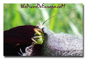 cricket_pasque_flower