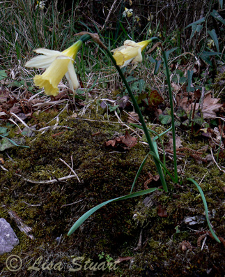 Narcissus pallidiflorus