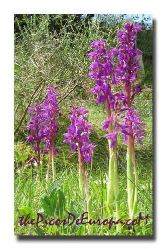 A group of Early purple orchids