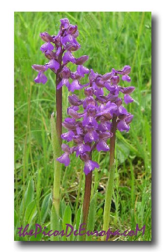Green-winged orchids