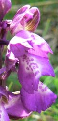 green_winged_orchid_flowers_green_veined
