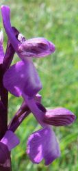 green_winged_orchid_flowers_purple_veined