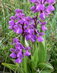 green_winged_orchid_leaves