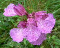 pink_butterfly_orchid_flowers