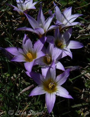 Romulea bulbocodium