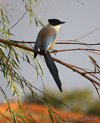 Azure-winged magpie, Cyanopica cooki, Plasencia campsite