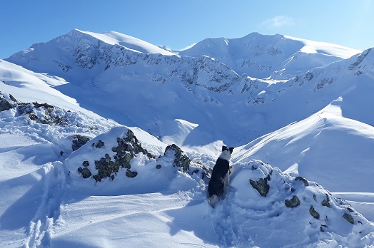 Our Tilly in the snow