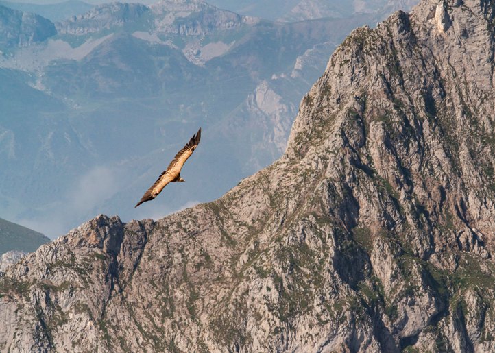 Griffon vulture from above Griffon vulture from above