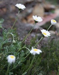 anthemis_arvensis