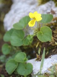 viola_biflora