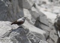 wallcreeper