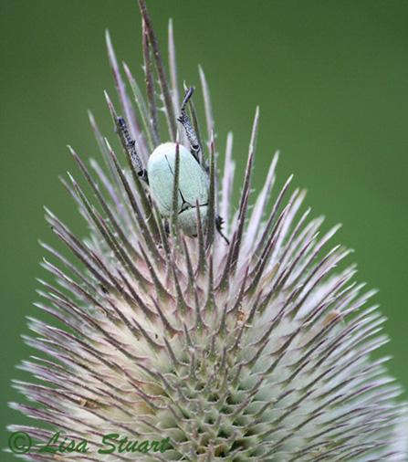 Beetle on teasel