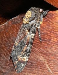 acherontia-atropos-eye