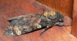 acherontia-atropos-legs