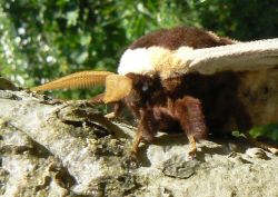 giant-peacock-moth-head