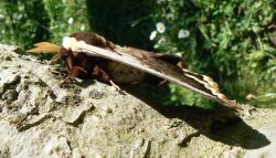 giant-peacock-moth-tree