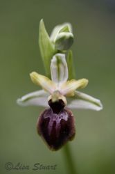 ophrys_sphegoides