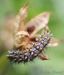 spotted_fritillary_caterpillar