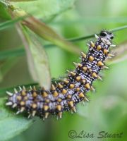 heath-fritillary-caterpillar