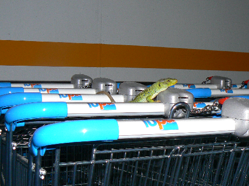 Child's toy or real-life lizard?