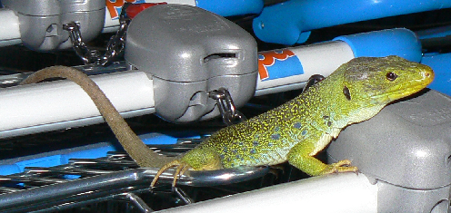 Young male Ocellated lizard shows his spots